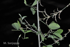 Indigofera angulosa